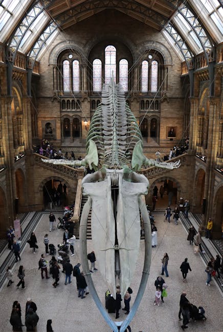 A large whale skeleton suspended vertically in the grand interior of the Natural History Museum, London. The historic building features high arched glass ceilings and intricate stonework, with natural light streaming through tall stained glass windows. The museum lobby below is bustling with visitors walking on the polished stone floor, some taking photos and others observing the exhibits. The skeleton, positioned centrally, exhibits detailed vertebrae and rib structures, with a white skull at the forefront. The polished surfaces and the overall cleanliness of the space reflect meticulous maintenance, aligning with professional cleaning standards such as those provided by southkensingtoncarpetcleaners.com for surface cleaning and dust removal in high-traffic public areas.